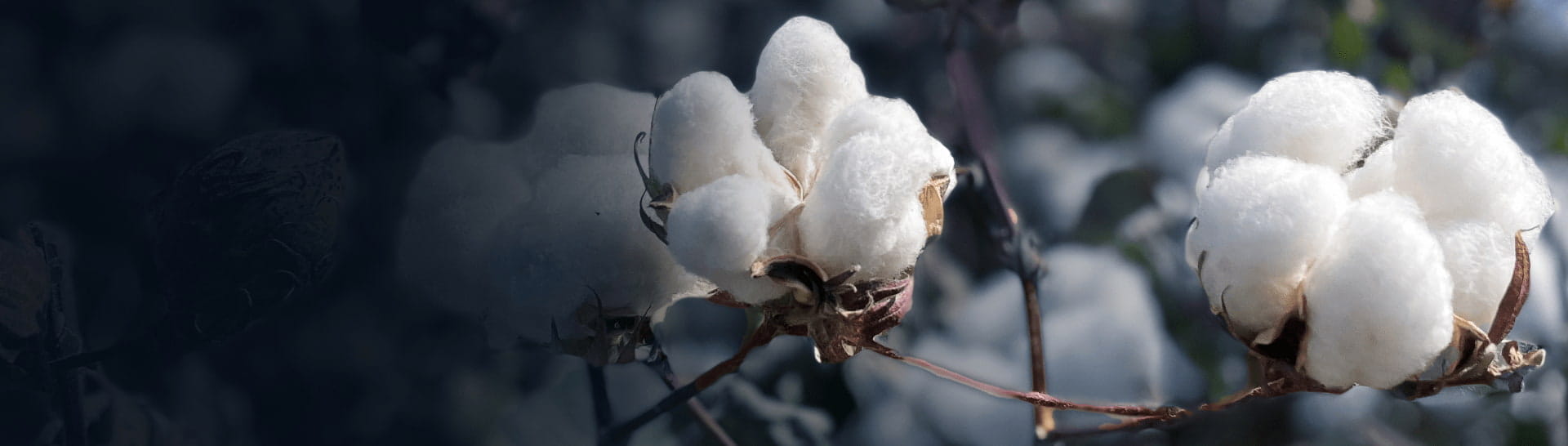 Cotton market intelligence